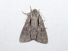Acronicta hasta
