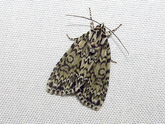 Acronicta heitzmani