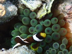 Amphiprion akindynos