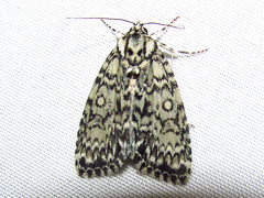 Acronicta heitzmani