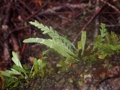 Notogrammitis heterophylla