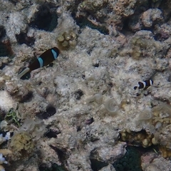 Amphiprion akindynos