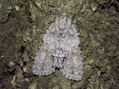 Acronicta immodica