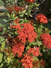 Ixora coccinea