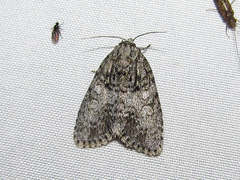 Acronicta retardata