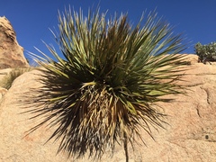 Nolina bigelovii