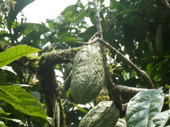 Theobroma cacao
