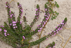 Muraltia satureioides