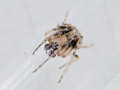 Araneus strandiellus