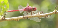 Orthemis discolor