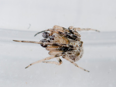 Araneus strandiellus