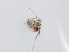 Araneus strandiellus