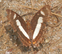 Metamorpha elissa
