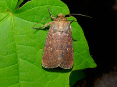 Pseudorthodes vecors