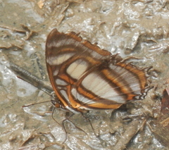 Metamorpha elissa