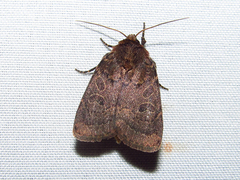 Orthodes cynica