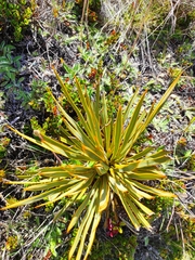 Aciphylla