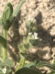 Cryptantha barbigera