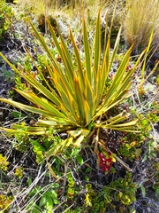 Aciphylla