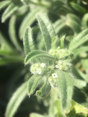 Cryptantha barbigera