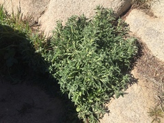 Cryptantha barbigera