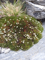 Kelleria childii