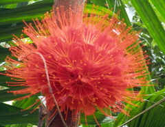 Brownea macrophylla