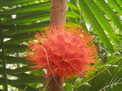 Brownea macrophylla