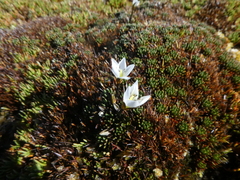 Gentianella amabilis