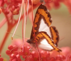 Nymphidium caricae