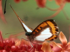Nymphidium caricae