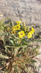Chylismia claviformis
