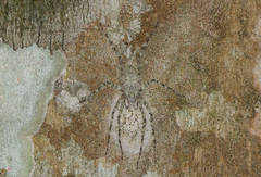 Pandercetes gracilis