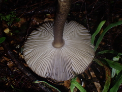 Amanita pekeoides