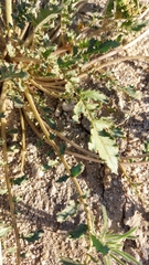 Chylismia claviformis