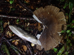 Amanita pekeoides