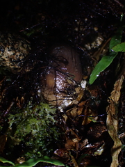 Amanita pekeoides
