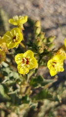 Chylismia claviformis