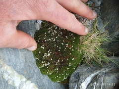 Kelleria childii