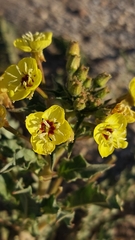 Chylismia claviformis