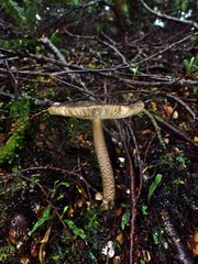 Amanita pekeoides
