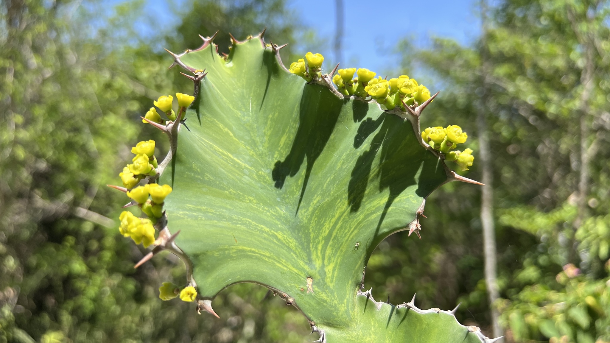 Euphorbia breviarticulata 2