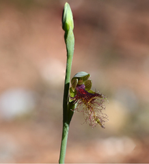 Calochilus therophilus