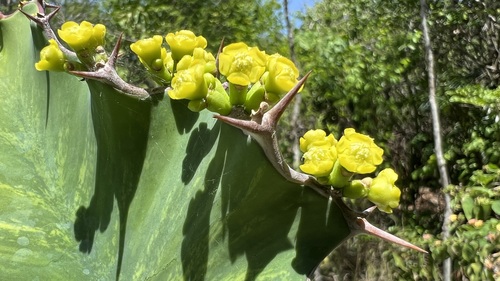 Euphorbia breviarticulata