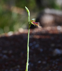 Calochilus therophilus