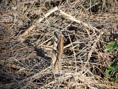 Phoenicolacerta laevis
