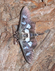 Desmia bajulalis