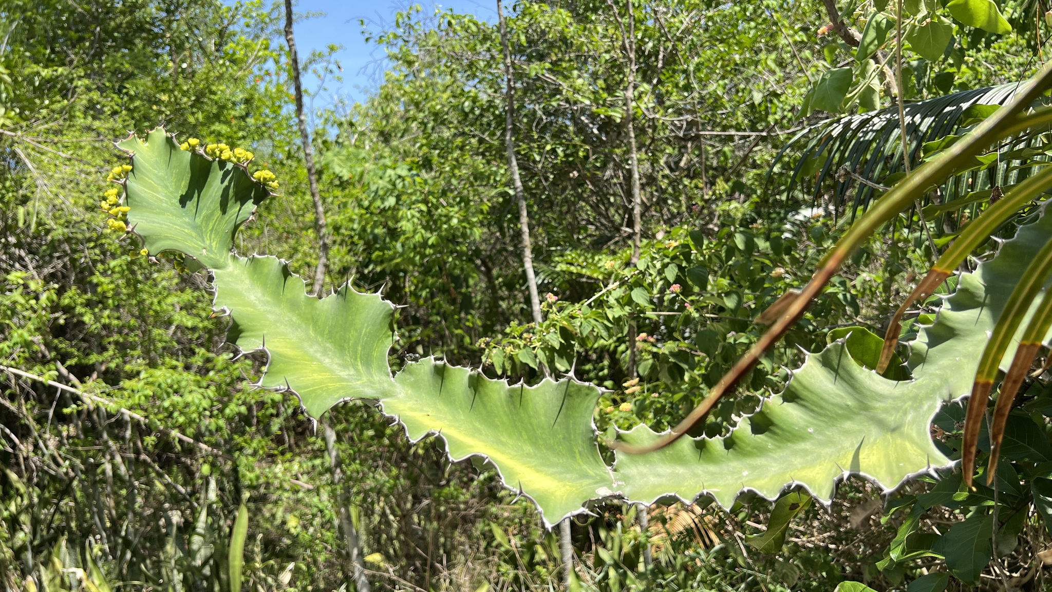 Euphorbia breviarticulata 3