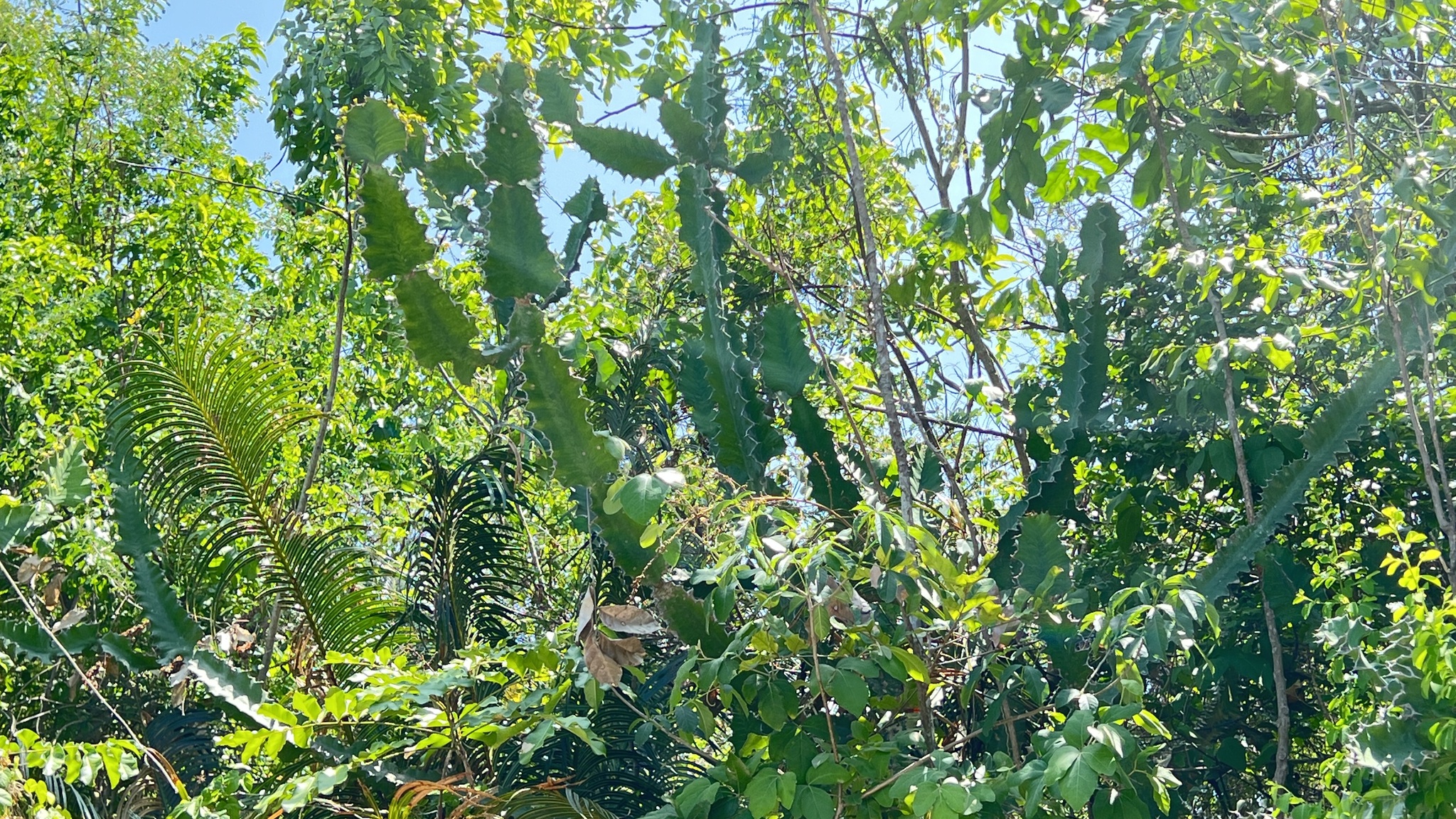 Euphorbia breviarticulata 4