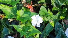 Thunbergia